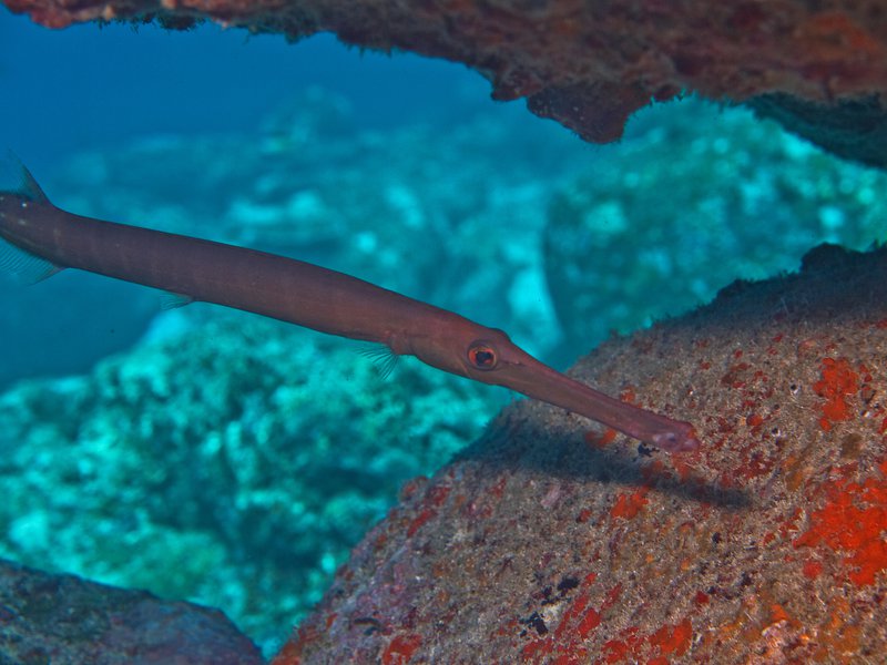 Flute fish, Seulako Drift